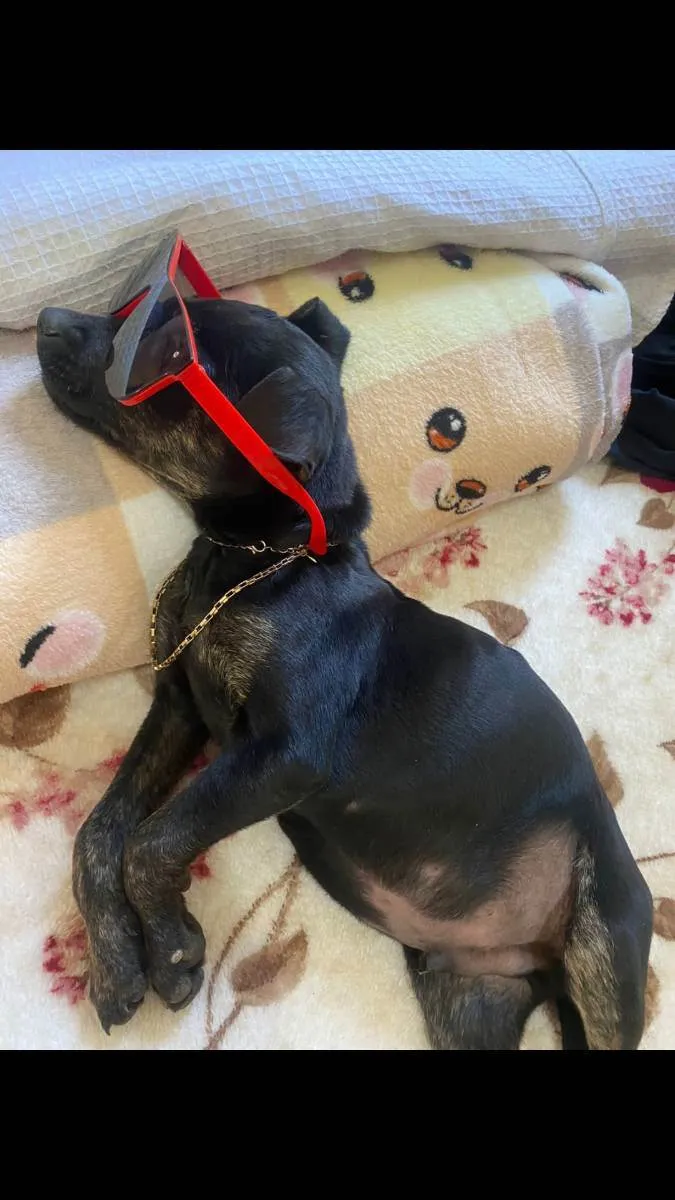 Cachorro ra a SRD idade 2 a 6 meses nome Toy