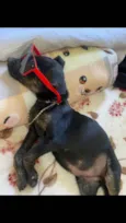 Toy
