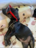 Toy