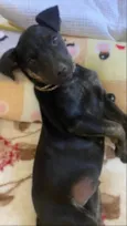 Toy