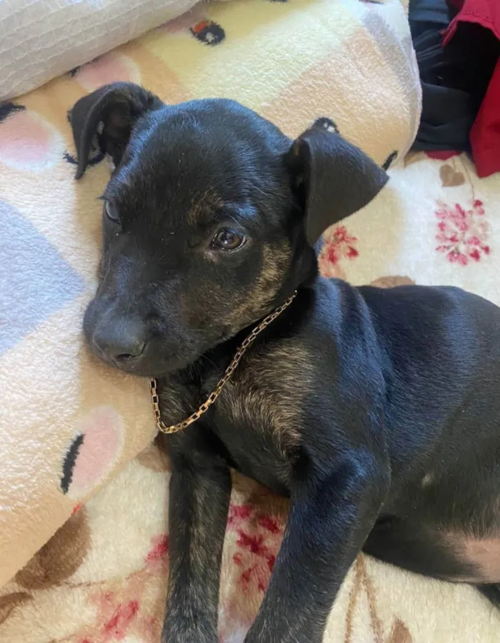 Cachorro ra a SRD idade 2 a 6 meses nome Toy