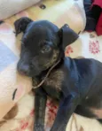 Toy
