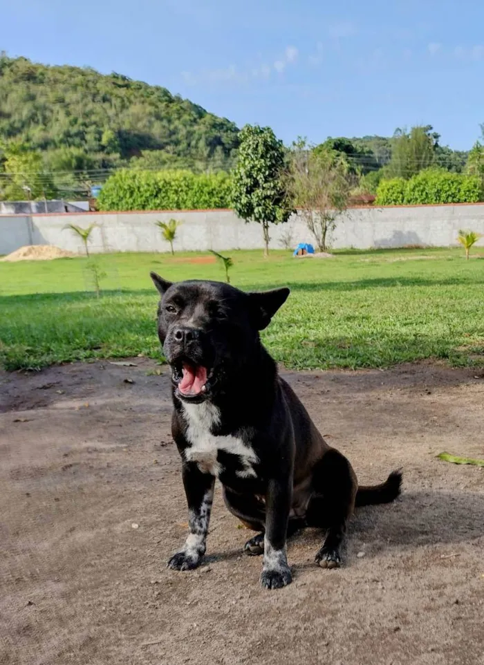 Cachorro ra a SRD idade 2 anos nome Sabrina