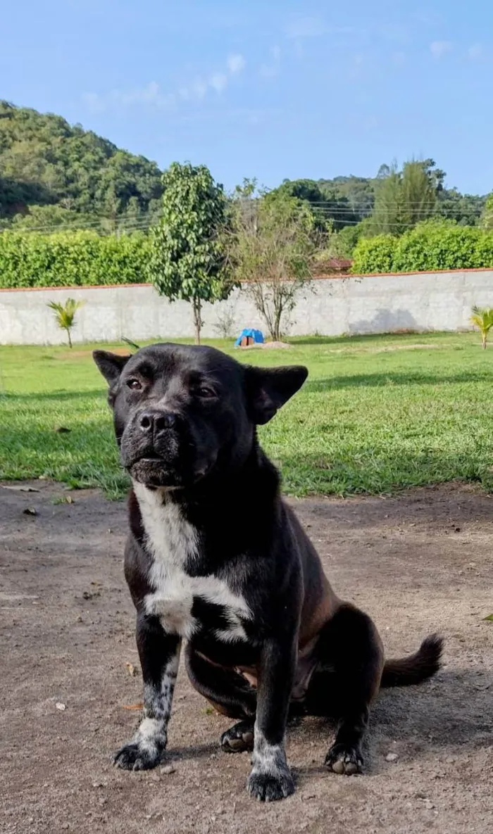 Cachorro ra a SRD idade 2 anos nome Sabrina