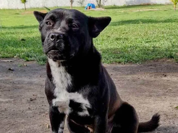 Cachorro ra a SRD idade 2 anos nome Sabrina