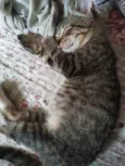 Gil