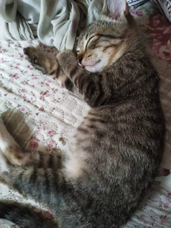 Gato ra a  idade 2 a 6 meses nome Gil