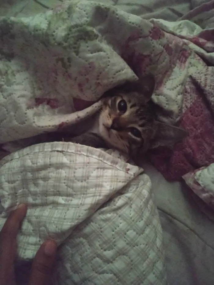 Gato ra a  idade 2 a 6 meses nome Gil