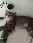 Gil