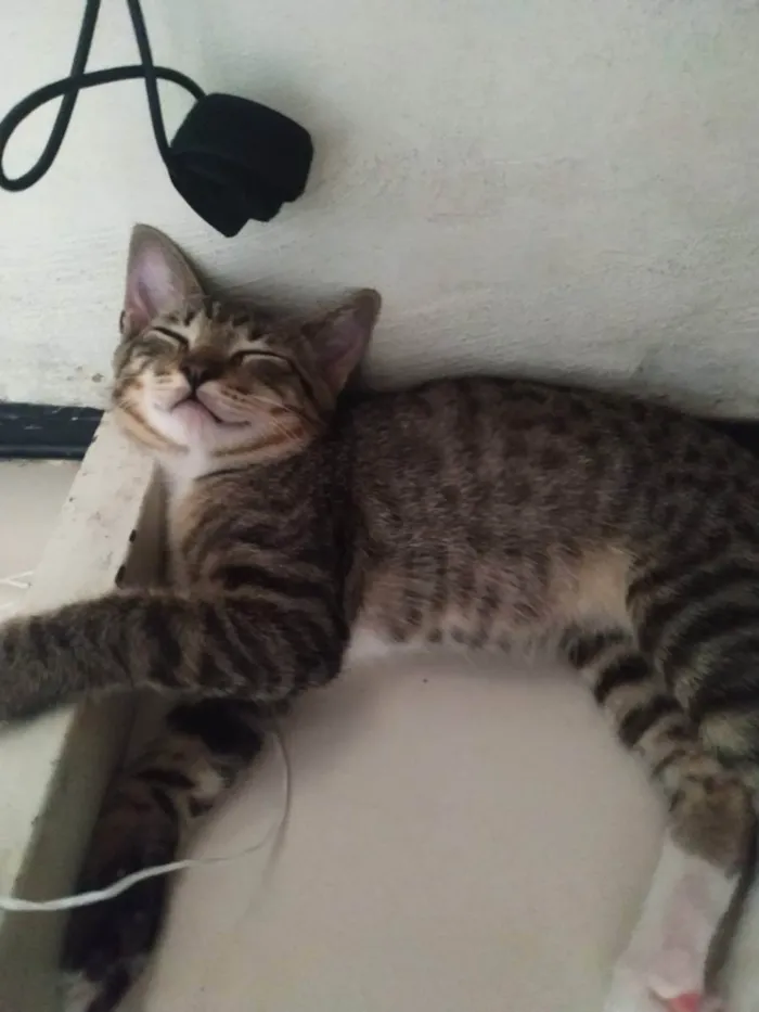 Gato ra a  idade 2 a 6 meses nome Gil