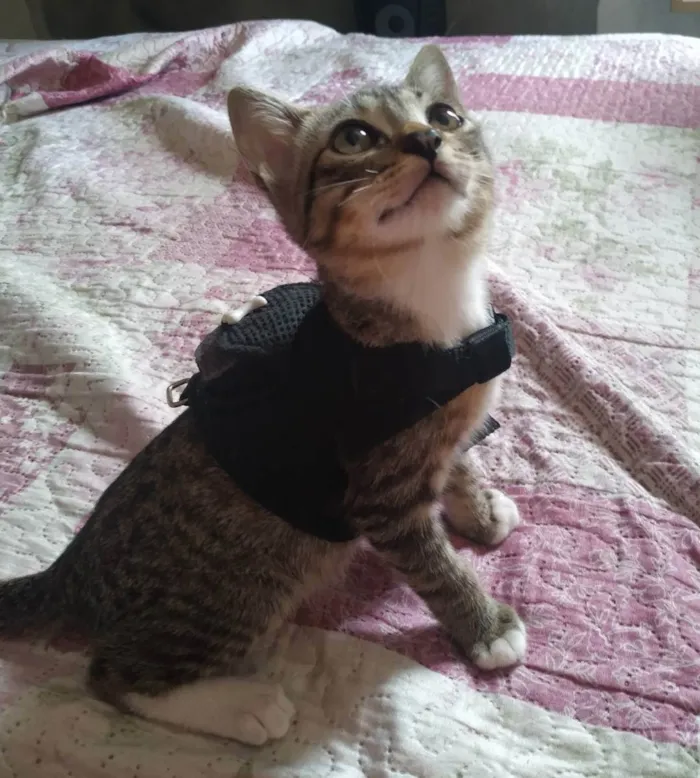 Gato ra a  idade 2 a 6 meses nome Gil