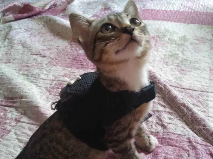 Gato ra a  idade 2 a 6 meses nome Gil