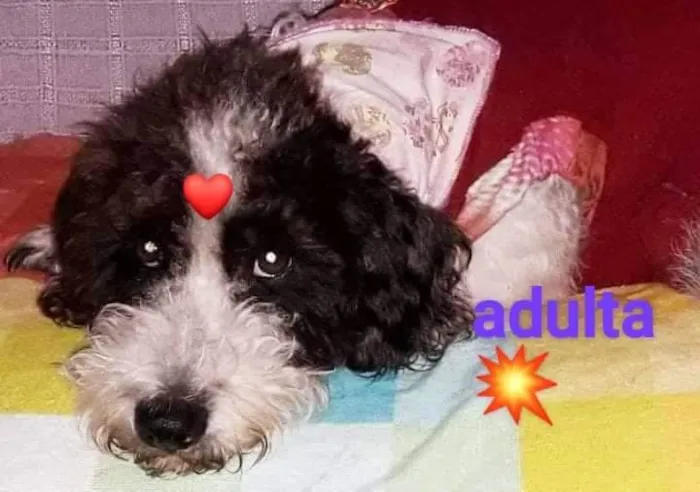 Cachorro ra a SRD idade 5 anos nome Cristal