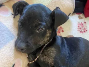 Cachorro raça SRD idade 2 a 6 meses nome Toy