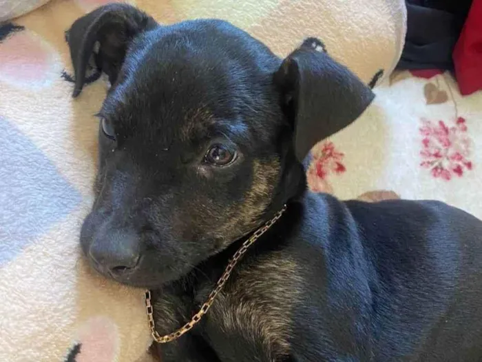 Cachorro ra a SRD idade 2 a 6 meses nome Toy