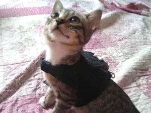 Gato raça  idade 2 a 6 meses nome Gil