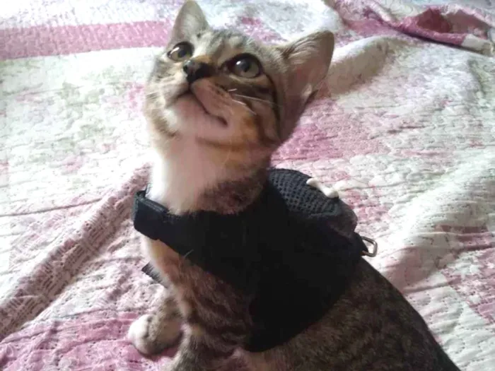 Gato ra a  idade 2 a 6 meses nome Gil