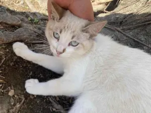 Gato raça SRD idade 2 a 6 meses nome Sialatinha