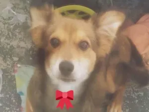 Cachorro raça Vira lata  idade 7 a 11 meses nome Magnus