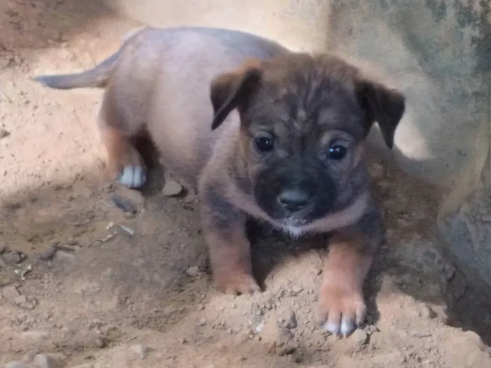 Cachorro ra a Vira lata idade Abaixo de 2 meses nome Sem nome 