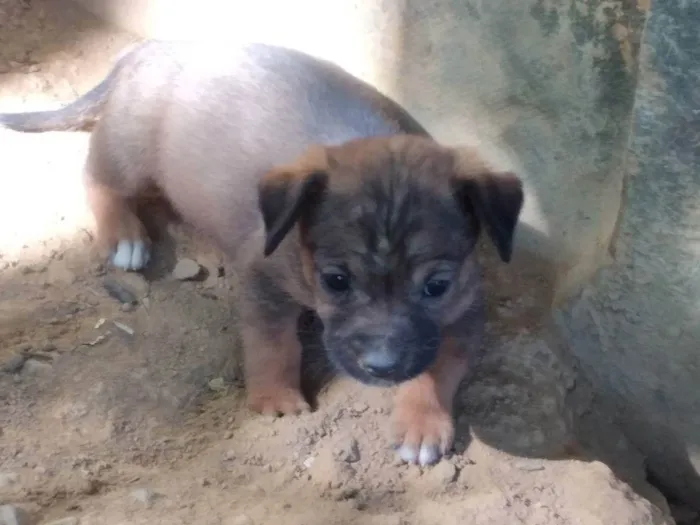 Cachorro ra a Vira lata idade Abaixo de 2 meses nome Sem nome 