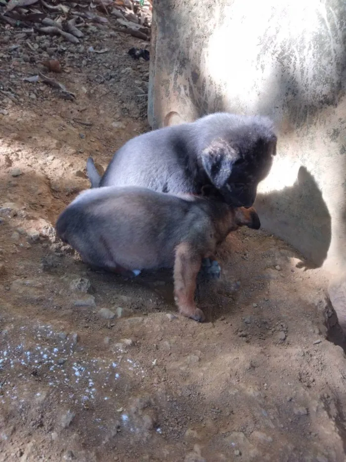 Cachorro ra a Vira lata idade Abaixo de 2 meses nome Sem nome 