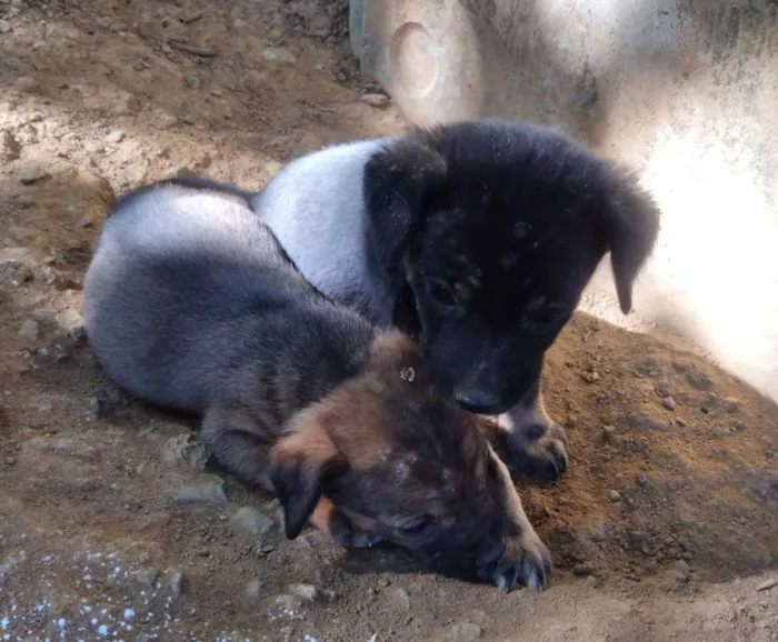 Cachorro ra a Vira lata idade Abaixo de 2 meses nome Sem nome 