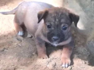 Cachorro raça Vira lata idade Abaixo de 2 meses nome Sem nome 