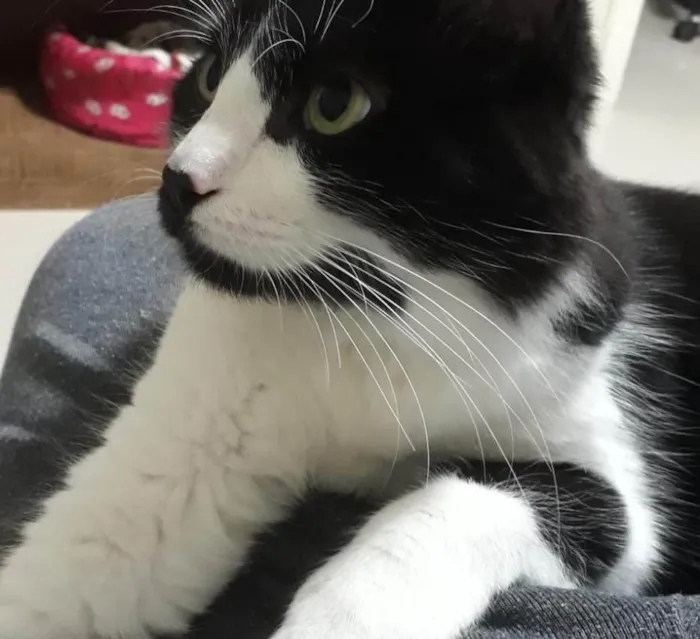 Gato ra a Srd idade 7 a 11 meses nome João