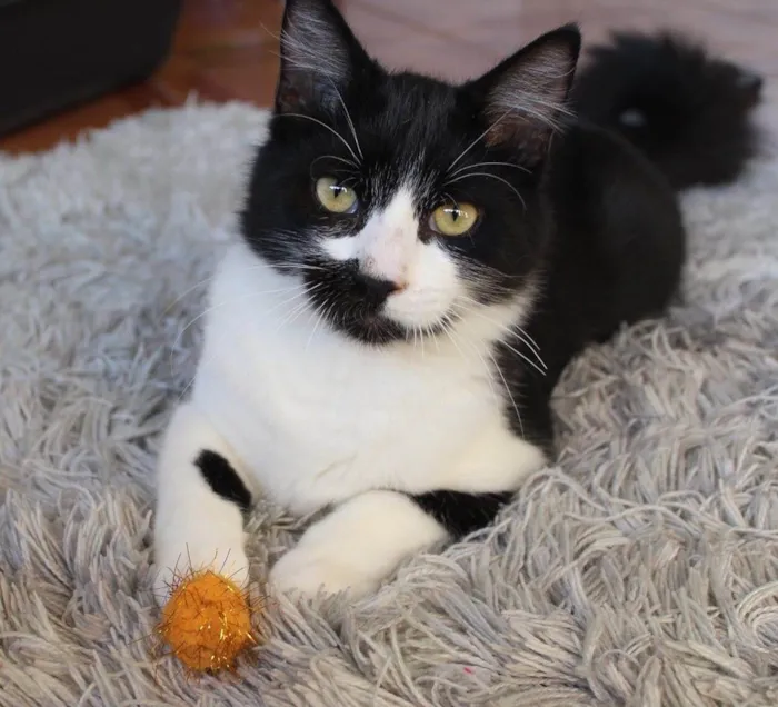Gato ra a Srd idade 7 a 11 meses nome João