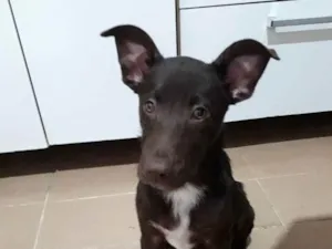Cachorro raça Srd idade 2 a 6 meses nome Harry