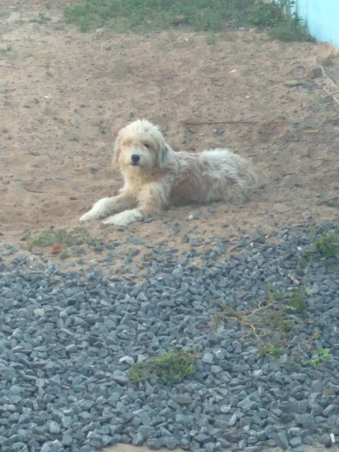 Cachorro raça Vira lata idade 7 a 11 meses nome Kiara