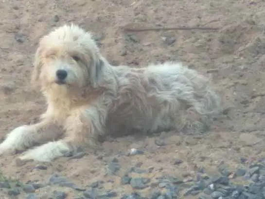 Cachorro raça Vira lata idade 7 a 11 meses nome Kiara