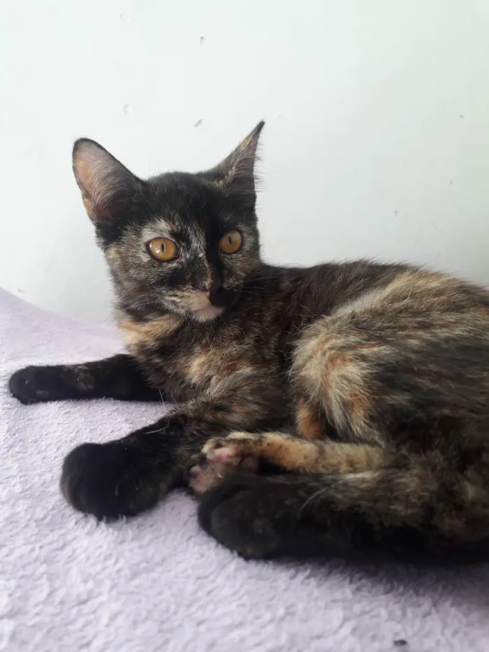 Gato raça Srd idade 2 a 6 meses nome Susi