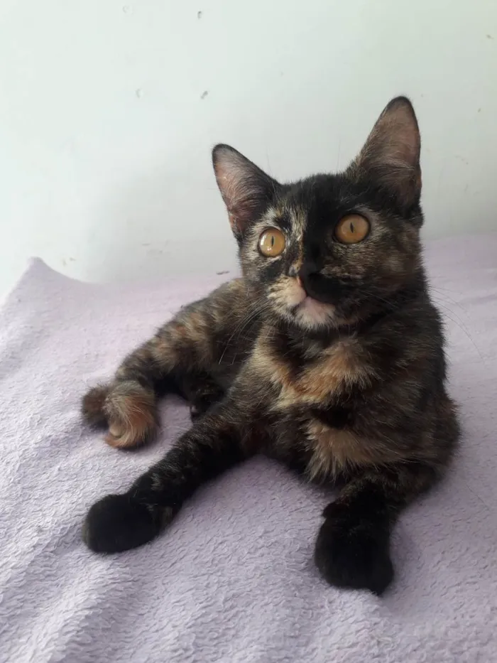 Gato raça Srd idade 2 a 6 meses nome Susi