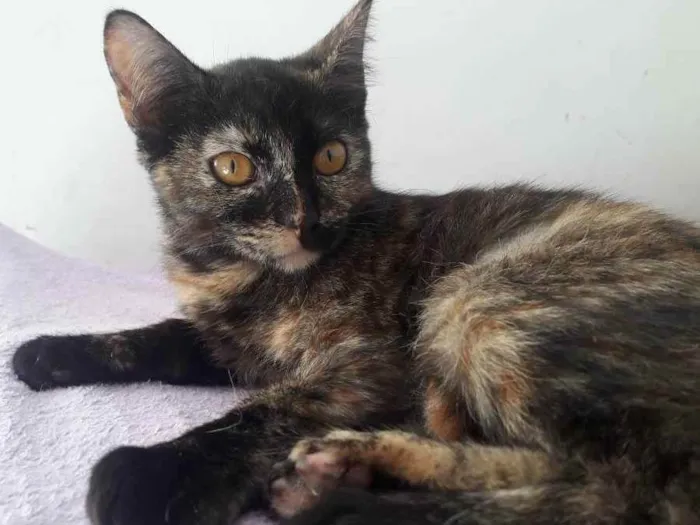 Gato raça Srd idade 2 a 6 meses nome Susi