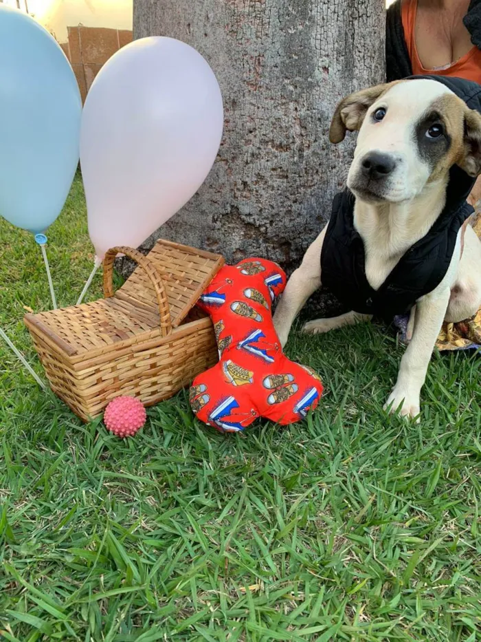 Cachorro ra a SRD idade 2 a 6 meses nome ATHENA