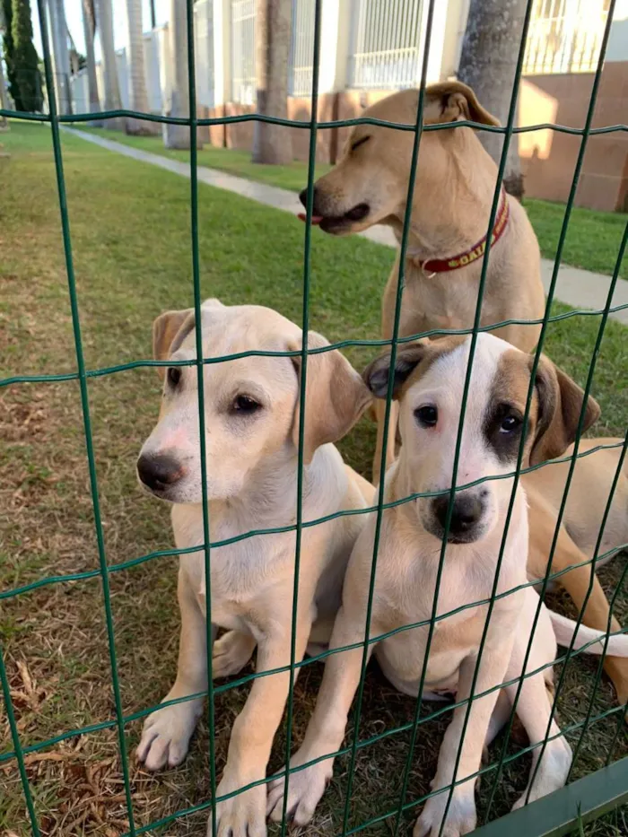 Cachorro ra a SRD idade 2 a 6 meses nome PIRATA