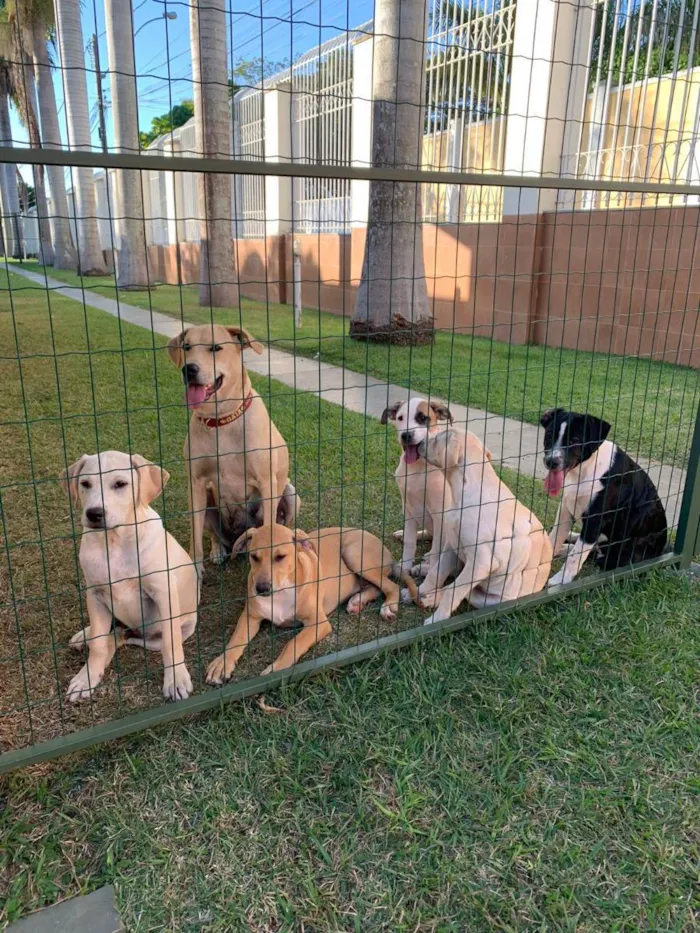 Cachorro raça SRD idade 2 a 6 meses nome 02 FEMEAS 02 MACHOS