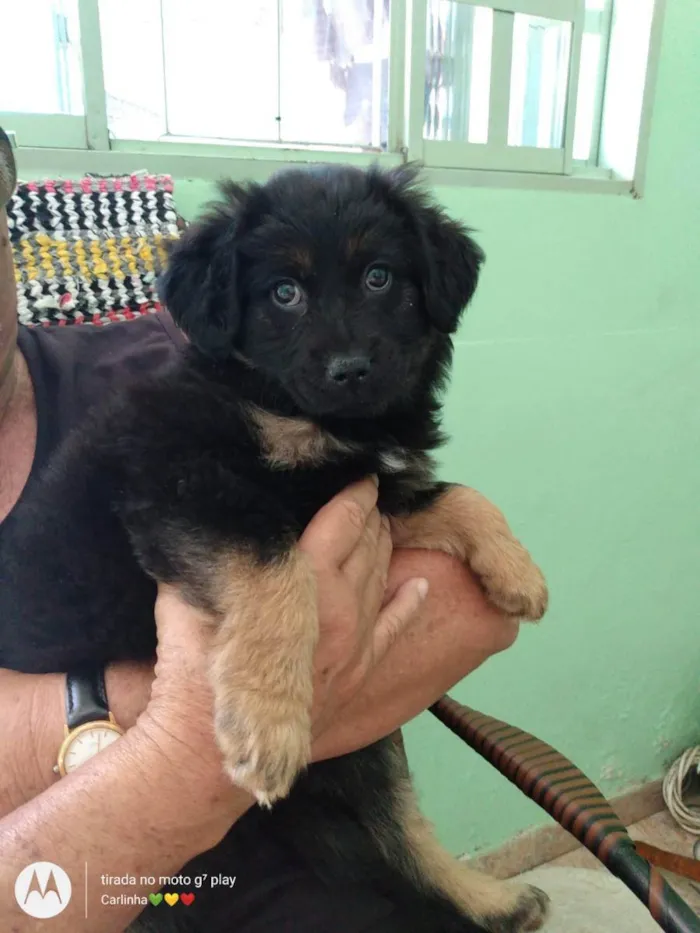 Cachorro raça SRD idade 2 a 6 meses nome 02 FEMEAS 02 MACHOS