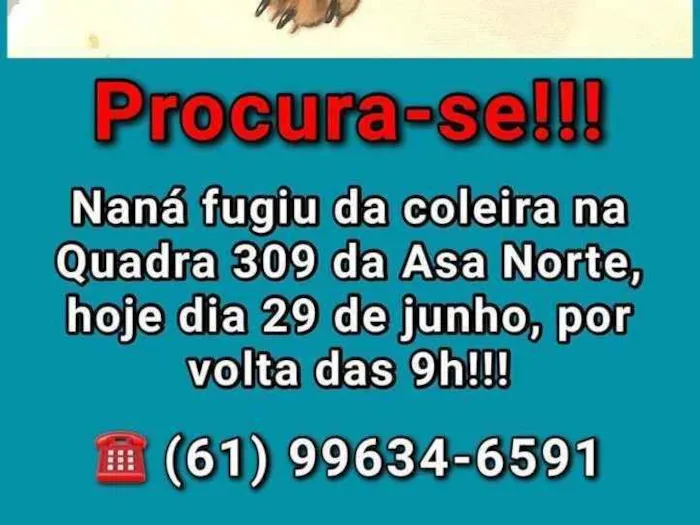 Cachorro ra a Salsichinha idade 2 anos nome HANA