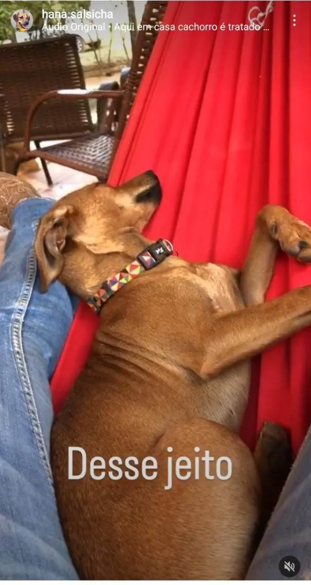 Cachorro ra a Salsichinha idade 2 anos nome HANA