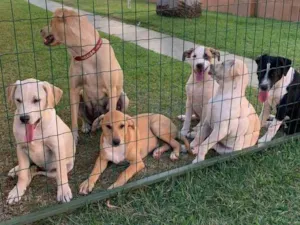 Cachorro raça SRD idade 2 a 6 meses nome ATHENA