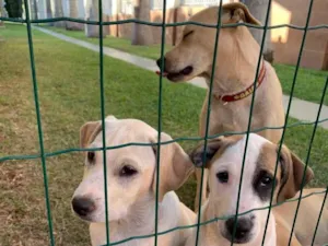 Cachorro raça SRD idade 2 a 6 meses nome PIRATA