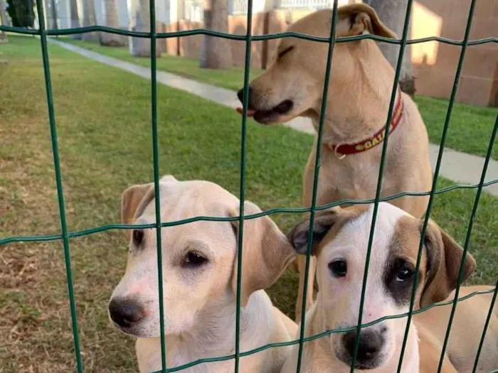 Cachorro ra a SRD idade 2 a 6 meses nome PIRATA