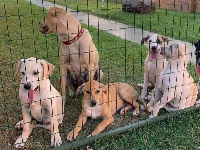 Cachorro raça SRD idade 2 a 6 meses nome 02 FEMEAS 02 MACHOS