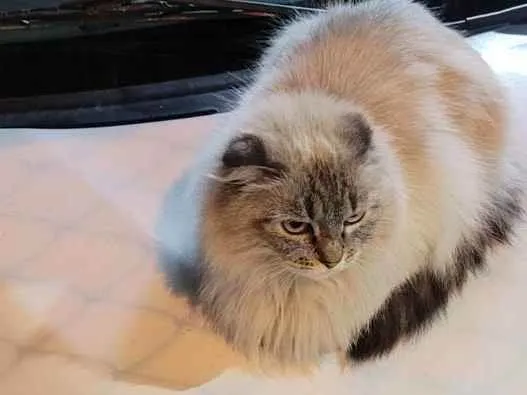 Gato raça Felino SRD idade 1 ano nome Peludinha