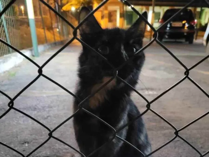 Gato raça Felino SRD idade 1 ano nome Escaminha perdida