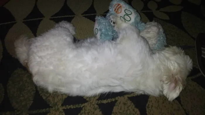 Cachorro ra a Shitzu idade 5 anos nome Kyller
