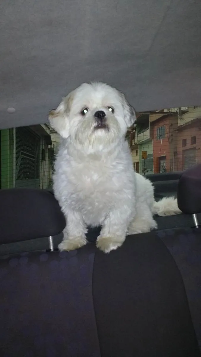 Cachorro ra a Shitzu idade 5 anos nome Kyller